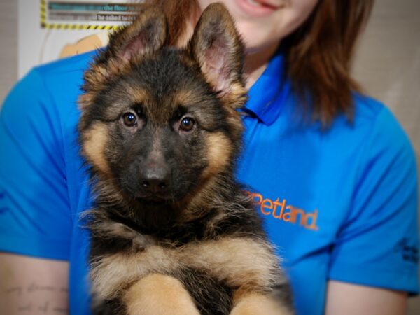 German Shepherd DOG Female Black/Silver 17592 Petland Iowa City, Iowa