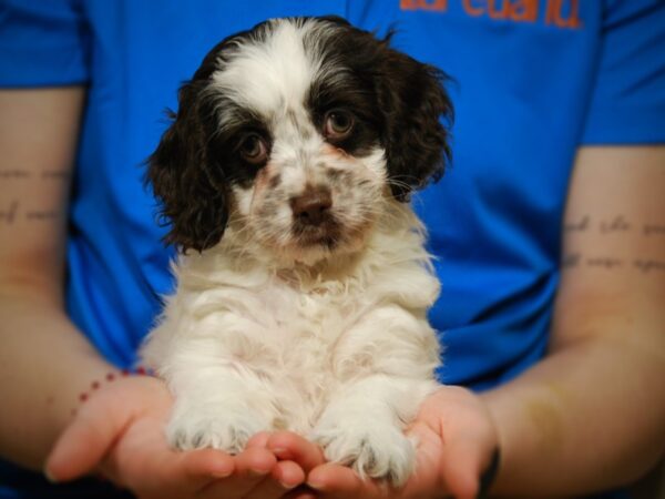 Cockapoo-DOG-Male-Brwn/Wht-17593-Petland Iowa City, Iowa