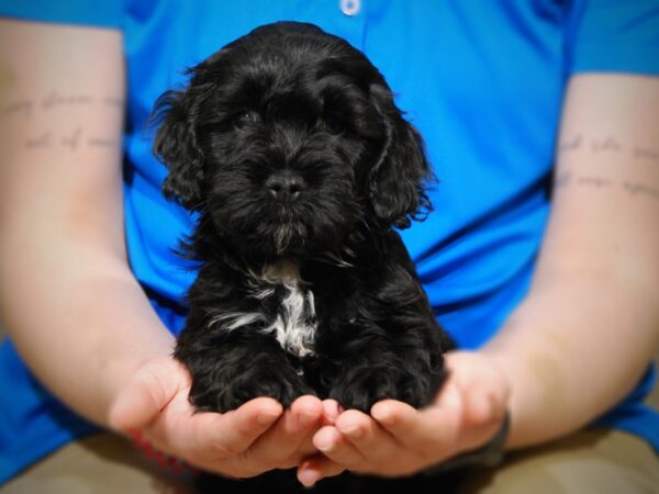 Cockapoo DOG Male Black 17594 Petland Iowa City, Iowa