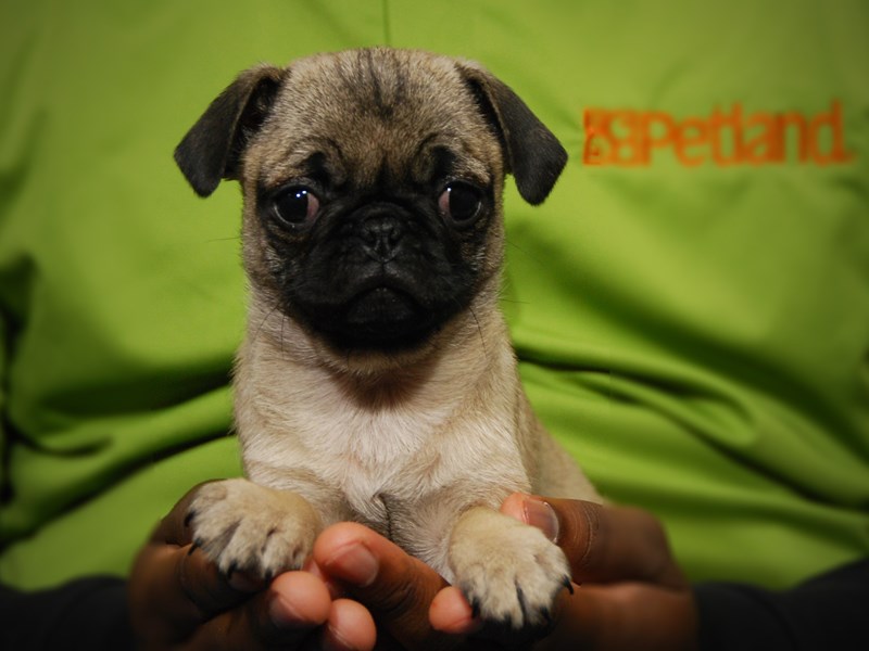 Pug Dog Female Fawn 17596