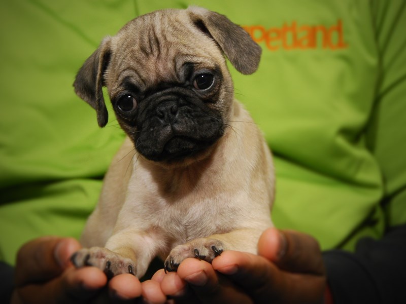 Pug Dog Male Fawn 17597