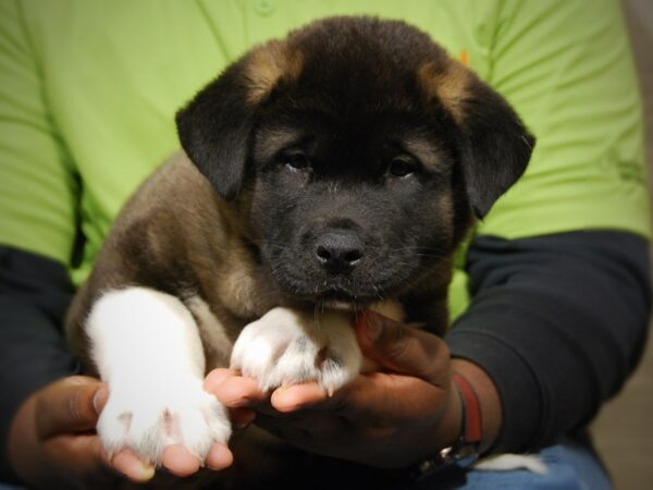 Akita DOG Male Black / White 17598 Petland Iowa City, Iowa