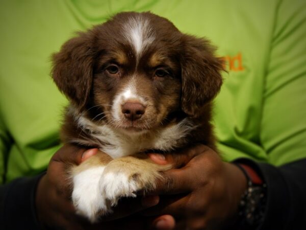 Australian Shepherd DOG Male Red / White 17599 Petland Iowa City, Iowa