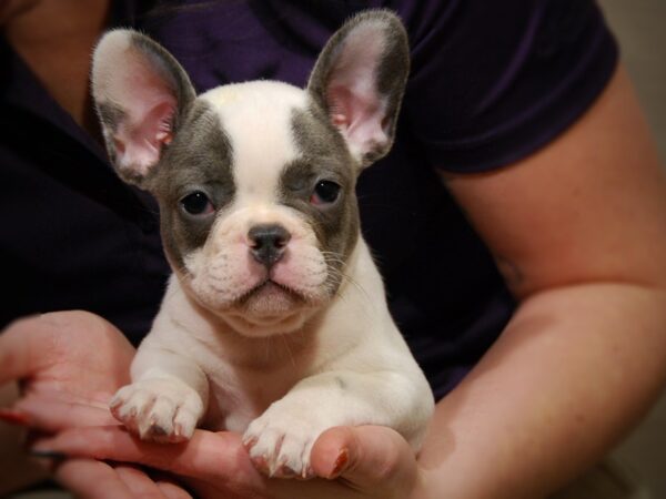 French Bulldog DOG Male Blue / White 17600 Petland Iowa City, Iowa