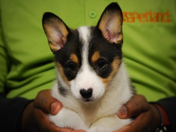 Pembroke Welsh Corgi-DOG-Female-Black / Tan-17601-Petland Iowa City, Iowa