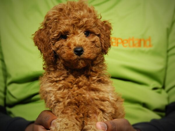 Poodle DOG Male Red 17602 Petland Iowa City, Iowa