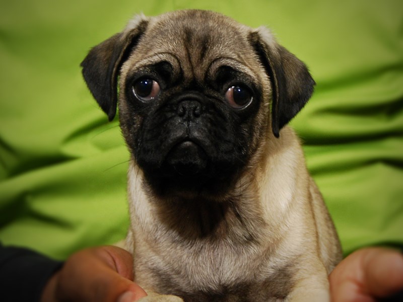 Pug Dog Female Fawn 17603