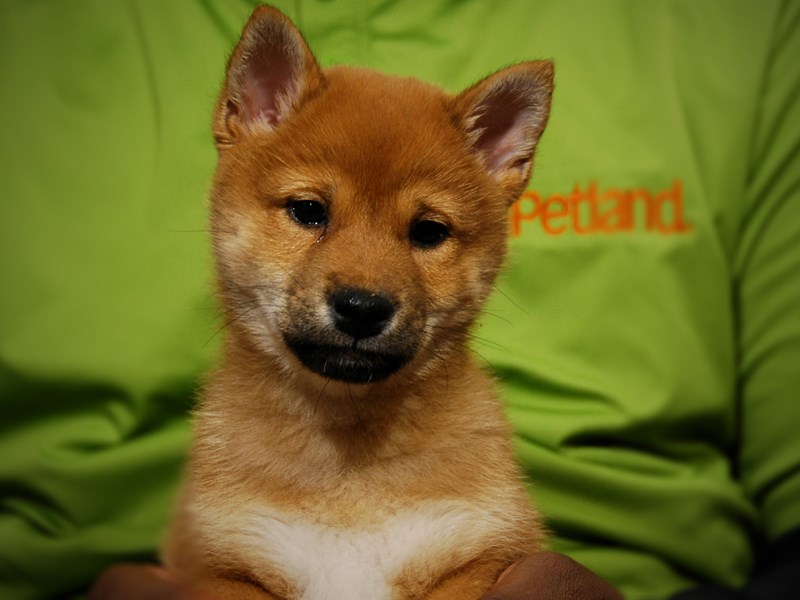 Shiba Inu Dog Female Red Sesame 17604