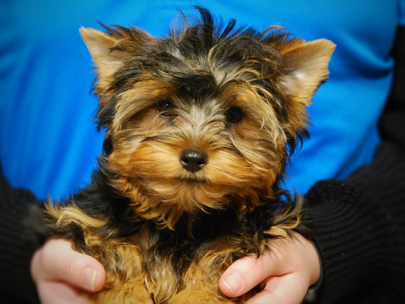 Yorkshire Terrier Dog Female Blk/Gld 17560
