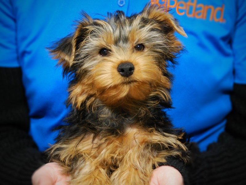 Yorkshire Terrier Dog Male Blk/Gld 17561