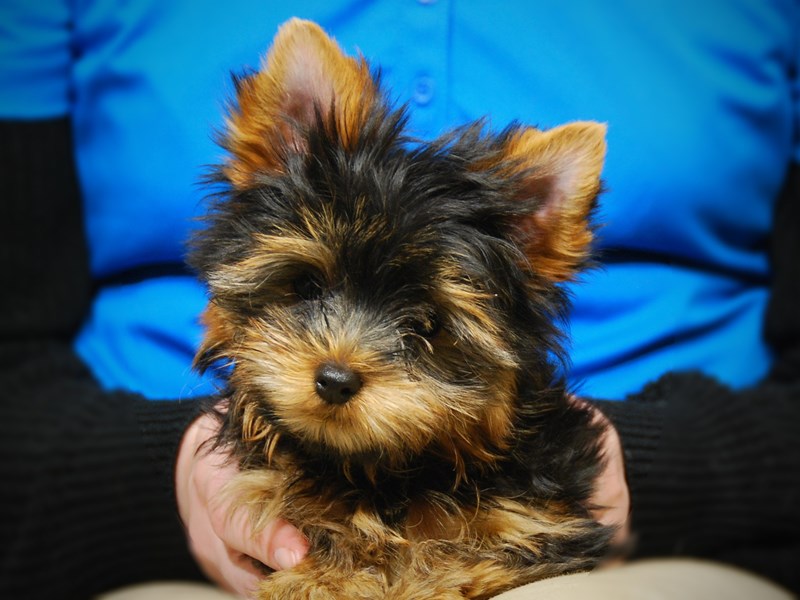 Yorkshire Terrier Dog Male Blk/Gld 17562
