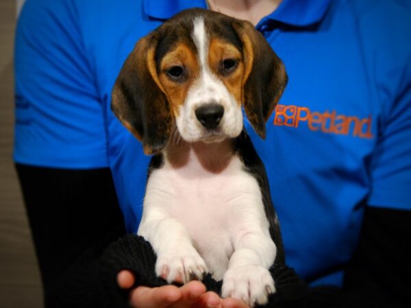 Beagle DOG Female Tri-Colored 17585 Petland Iowa City, Iowa