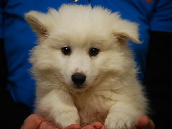 American Eskimo DOG Male White 17605 Petland Iowa City, Iowa