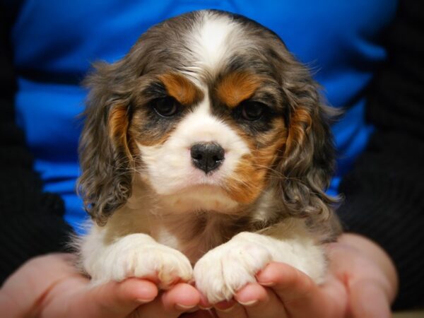 Cavalier King Charles Spaniel DOG Female Blue Merle 17606 Petland Iowa City, Iowa