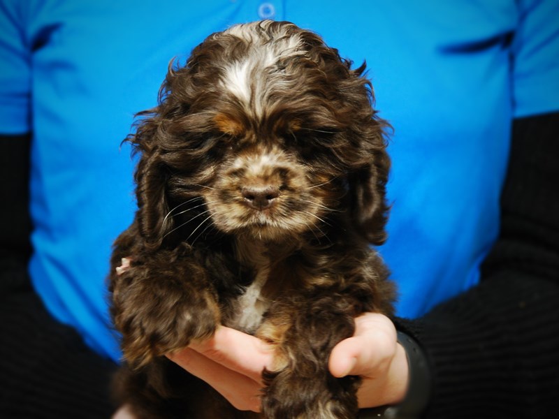 Cocker Spaniel Dog Male Chocolate Merle 17607