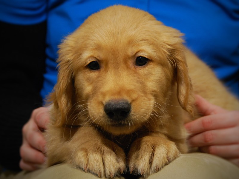 Golden Retriever Dog Male Cream 17608