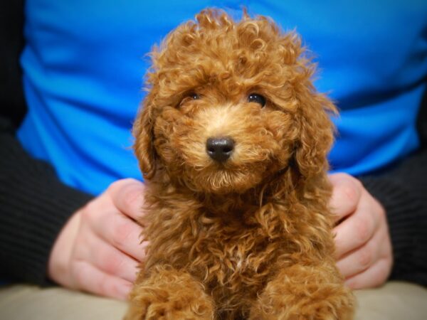 Poodle DOG Female Red 17609 Petland Iowa City, Iowa