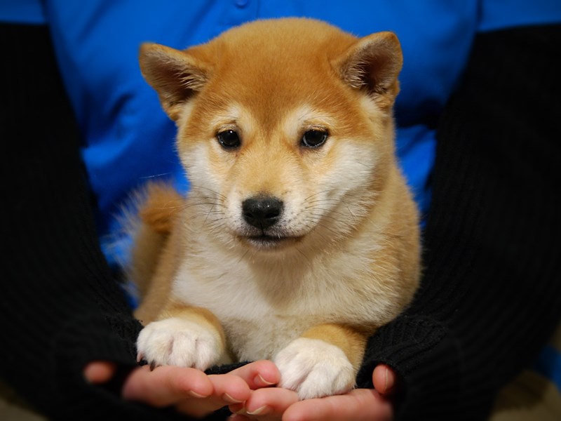 Shiba Inu Dog Male Red Sesame 17610