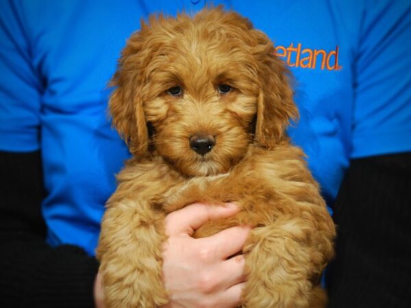 Goldendoodle Mini 2nd Gen-DOG-Male-Dark Red-17611-Petland Iowa City, Iowa