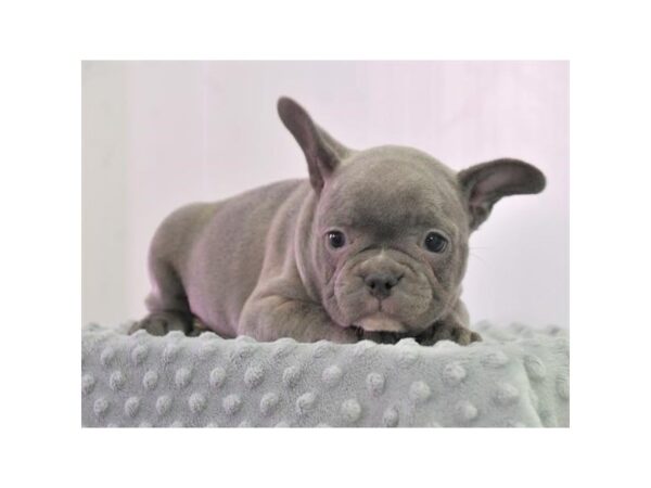 French Bulldog DOG Female Blue 17616 Petland Iowa City, Iowa