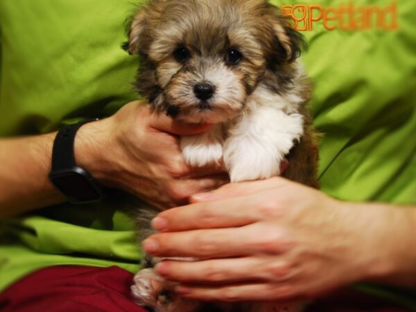 Havanese DOG Male 17633 Petland Iowa City, Iowa