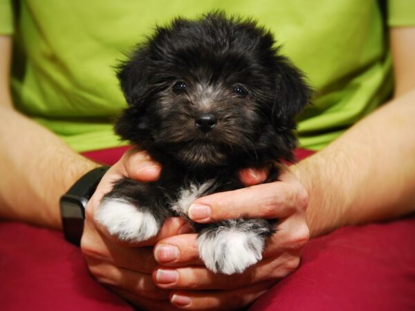 Havanese DOG Male 17632 Petland Iowa City, Iowa