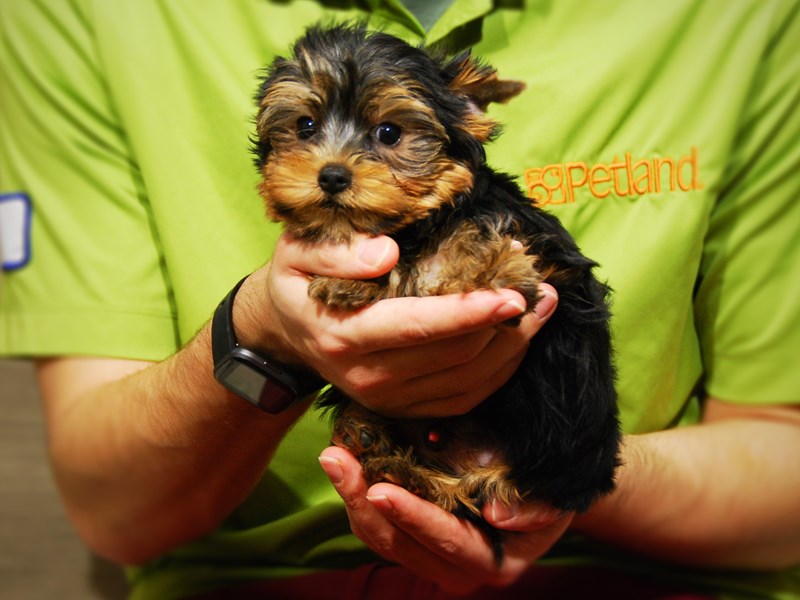 Yorkshire Terrier Dog Male bl & gld 17631