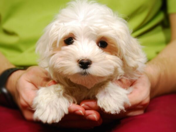 Maltese-DOG-Female--17630-Petland Iowa City, Iowa