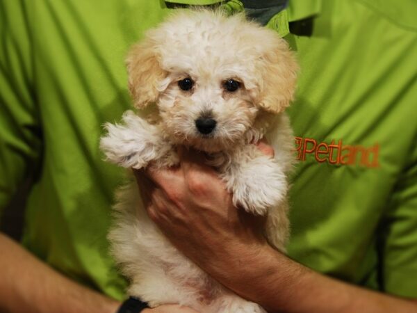 Poodle DOG Female Apricot 17628 Petland Iowa City, Iowa