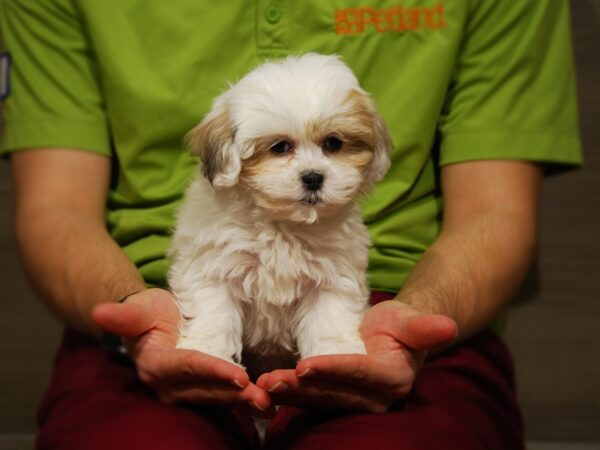 Teddy Bear DOG Female Brwn/Wht 17627 Petland Iowa City, Iowa