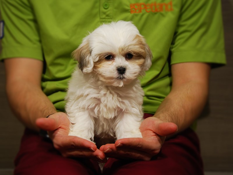 Teddy Bear Dog Female Brwn/Wht 17627