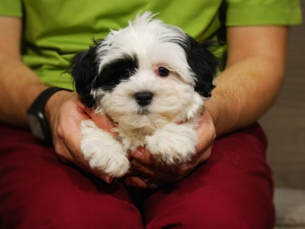 Teddy Bear DOG Male Blk/Wht 17626 Petland Iowa City, Iowa