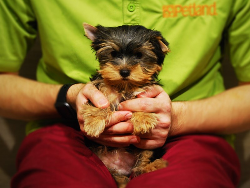 Yorkshire Terrier Dog Female bl & gld 17629