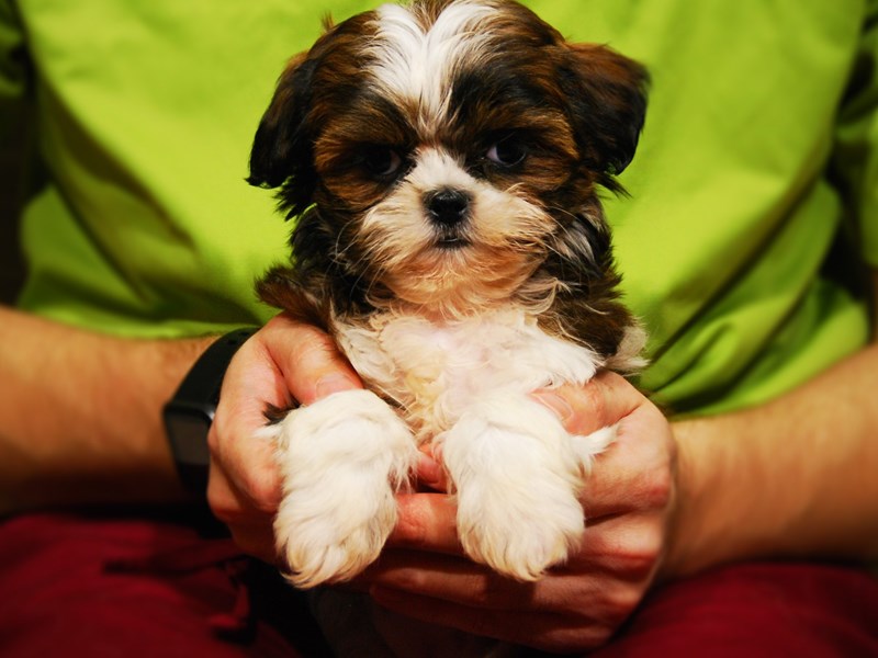 Shih Tzu Dog Male Rd & Wh 17625