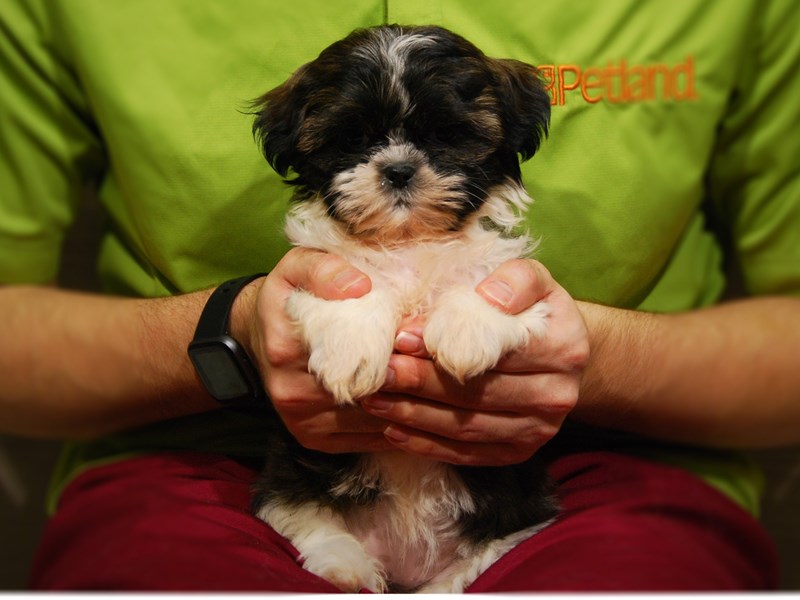 Shih Tzu Dog Female Rd & Wh 17624