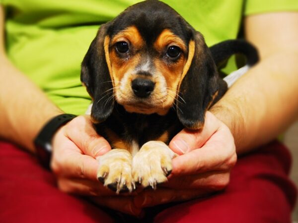 Beagle DOG Female Blk, Tn, Wht 17623 Petland Iowa City, Iowa