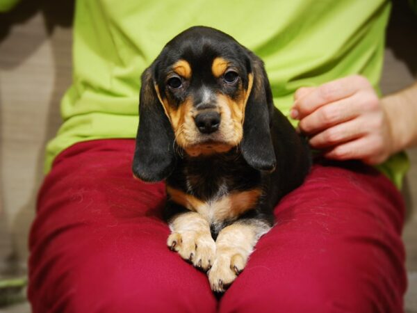 Beagle DOG Male Blk, Tn, Wht 17622 Petland Iowa City, Iowa