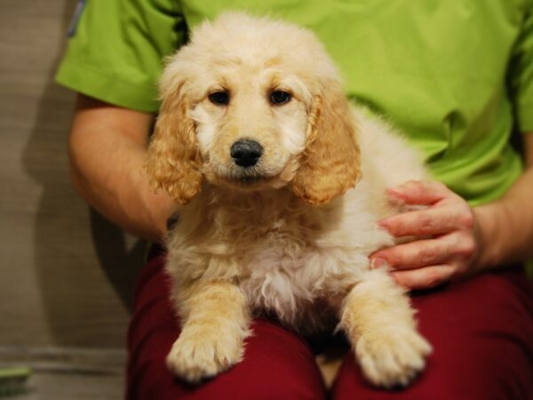 Goldendoodle 2nd Gen DOG Female Golden 17621 Petland Iowa City, Iowa