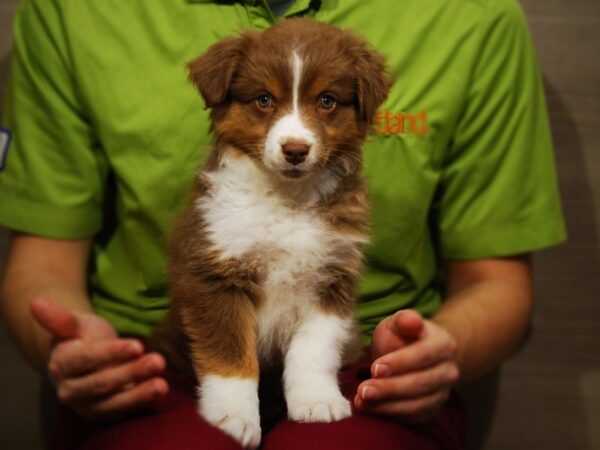 Miniature American Shepherd DOG Female Red 17619 Petland Iowa City, Iowa