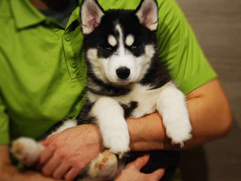 Siberian Husky Dog Female Black / White 17618