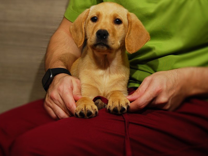 Labrador Retriever Dog Female Yellow 17617