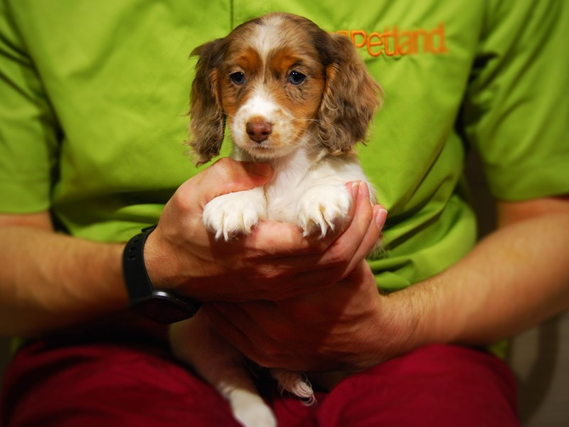 Dachshund Dog Female Chocolate Merle 17615