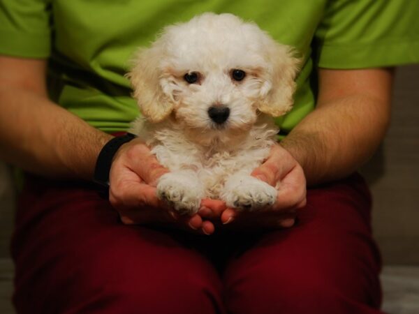 Poodle DOG Male Cream 17614 Petland Iowa City, Iowa