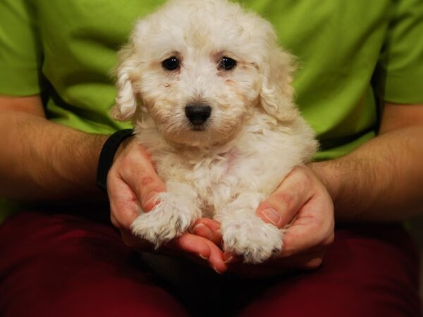 Poodle DOG Male Cream 17613 Petland Iowa City, Iowa