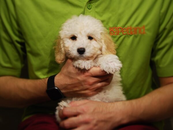 Poodle DOG Male Cream 17612 Petland Iowa City, Iowa