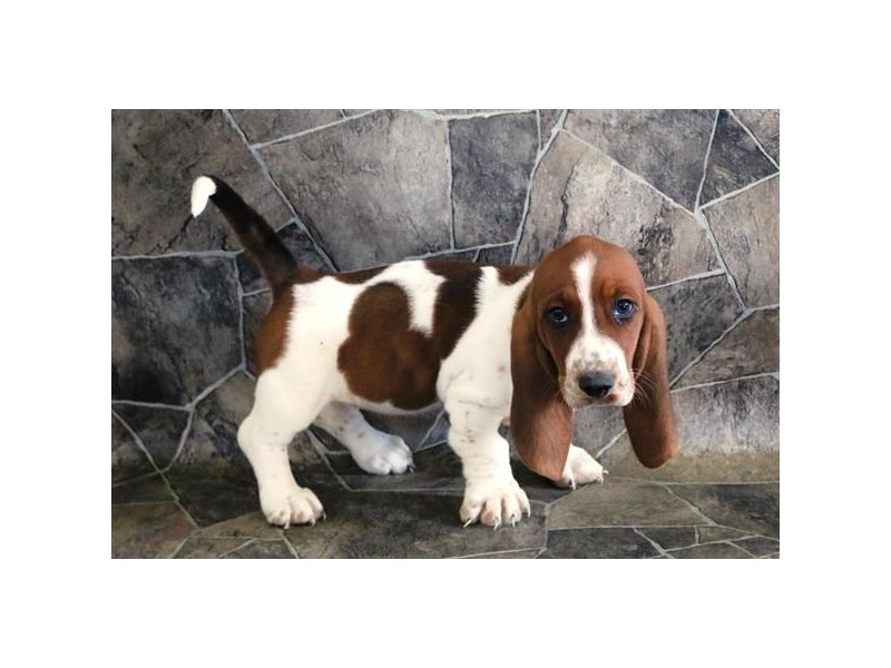 Basset Hound Puppy Red / White ID17634 Located at Petland Iowa City, Iowa