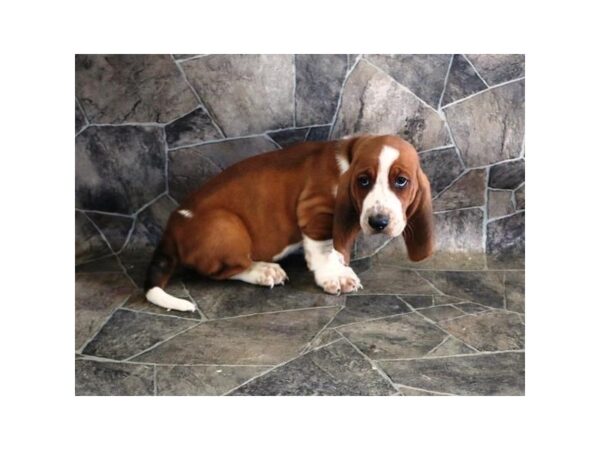 Basset Hound DOG Male Red / White 17635 Petland Iowa City, Iowa