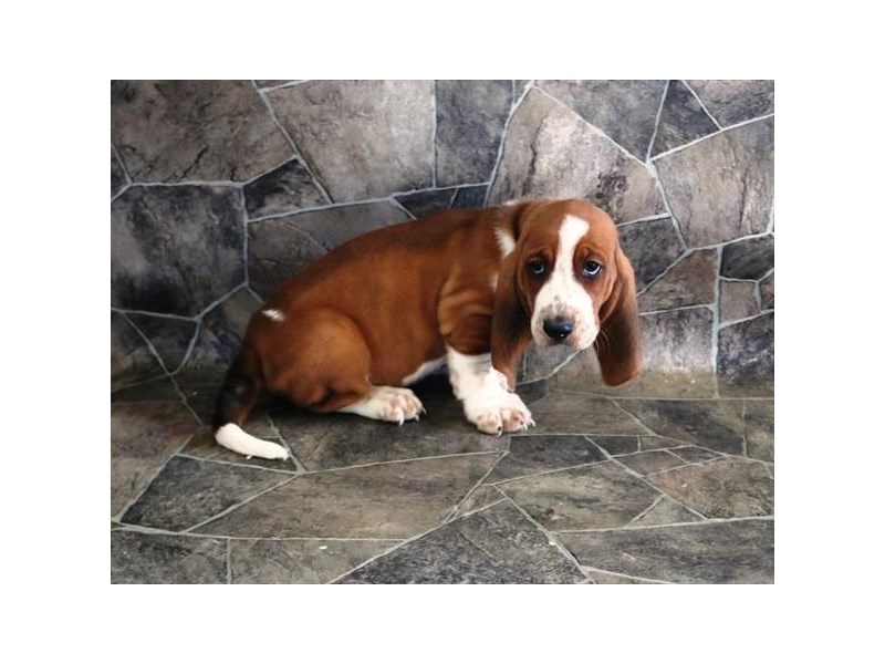 Basset Hound Dog Male Red / White 17635