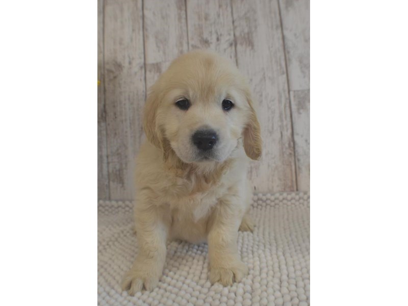 Golden Retriever Dog Female Golden 17638