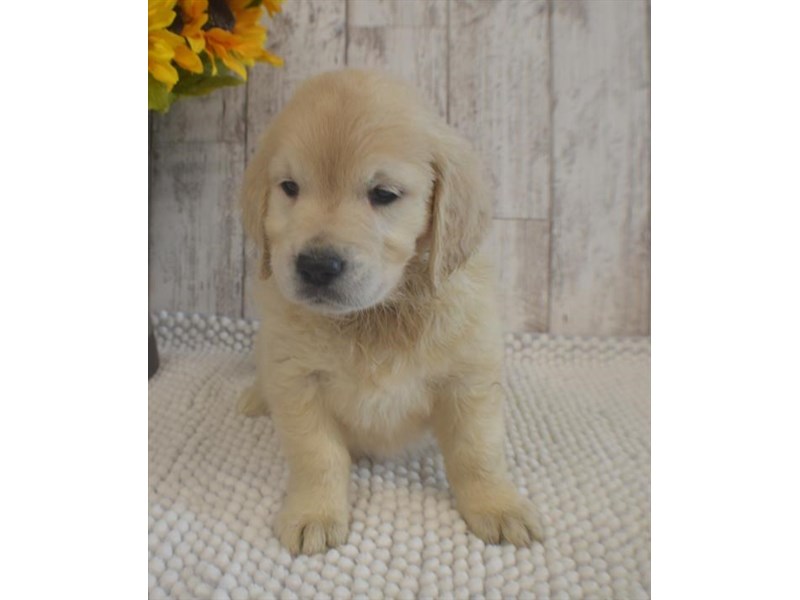 Golden Retriever Dog Female Golden 17639
